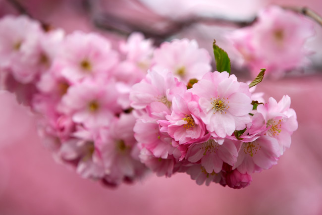 Обои картинки фото цветы, сакура, вишня, цветение, ветка, розовый