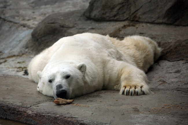 Обои картинки фото наелся, до, отвала, животные, медведи, белый, медведь, polar, bear