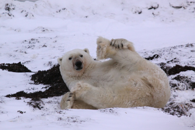 Обои картинки фото животные, медведи, polar, bear, белый, медведь