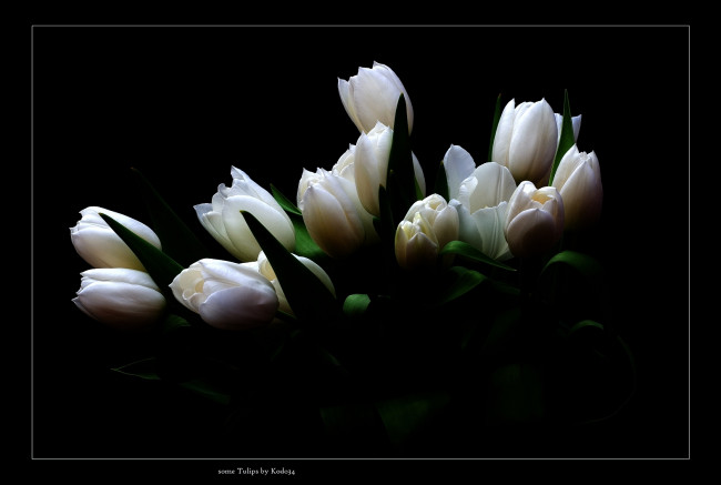 Обои картинки фото цветы, тюльпаны, темный, фон
