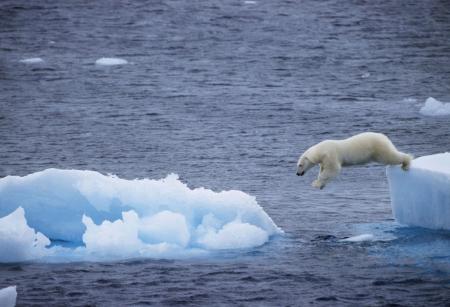 Обои картинки фото животные, медведи, polar, bear, белый, медведь, льдина, прыжок, море, арктика