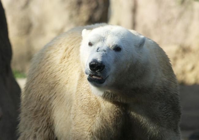 Обои картинки фото животные, медведи, белый, медведь, polar, bear