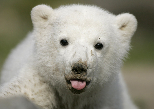 Обои картинки фото животные, медведи, белый, медвежонок, язык