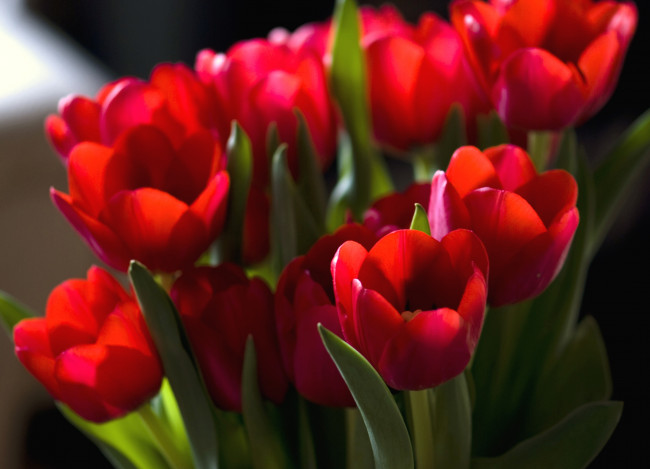 Обои картинки фото цветы, тюльпаны, красный, букет