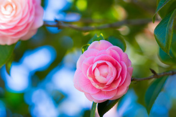 Картинка цветы камелии розовый макро дерево камелия
