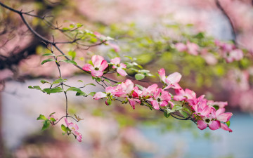 Картинка цветы кизил сад весна природа ветка листья