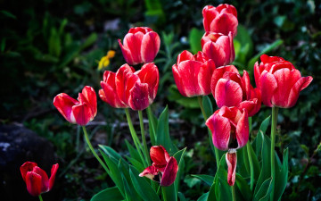 Картинка цветы тюльпаны парк сад стебель листья лепестки