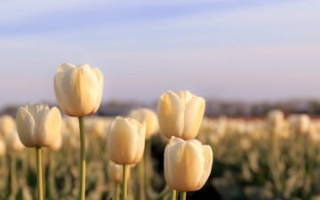 Картинка цветы тюльпаны природа