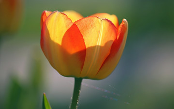 Картинка цветы тюльпаны природа цветок тюльпан