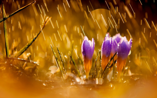 Обои картинки фото цветы, крокусы, природа, дождь