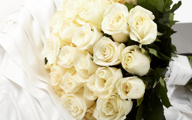 Обои картинки фото цветы, розы, белые
