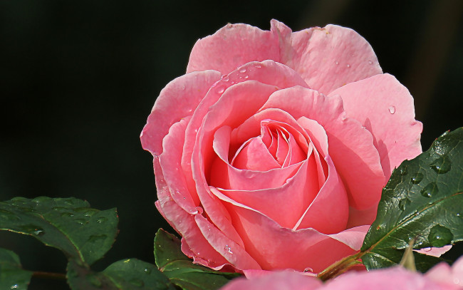 Обои картинки фото цветы, розы, роза, красавица, макро, лепестки, розовый