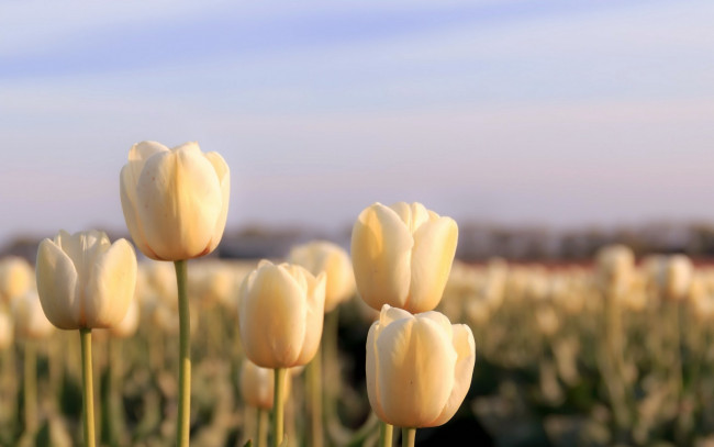 Обои картинки фото цветы, тюльпаны, природа