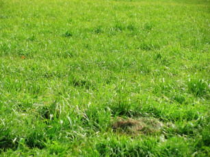 Картинка природа луга лето зелень трава