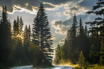 Картинка природа дороги дорога закат елки