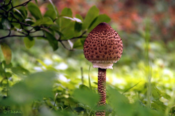 Картинка природа грибы шляпка коричневая