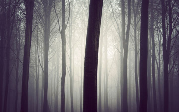 Картинка природа лес туман утро деревья