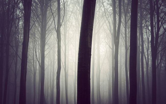 Обои картинки фото природа, лес, туман, утро, деревья