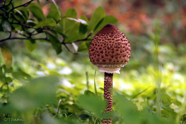 Обои картинки фото природа, грибы, шляпка, коричневая