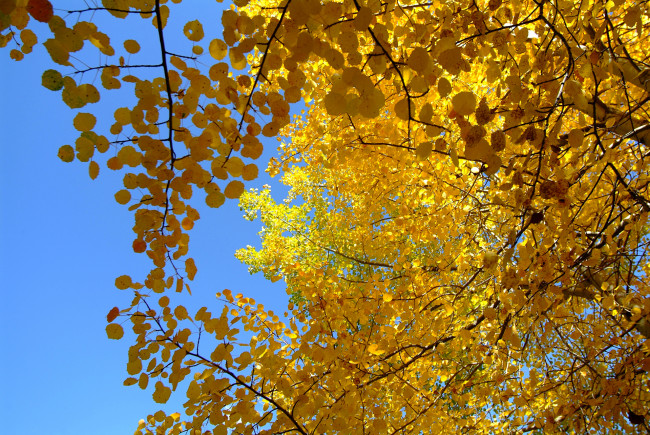 Обои картинки фото природа, деревья, крона, дерево, осень, листья, небо