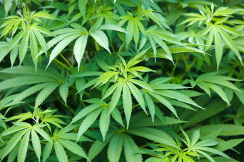 Картинка природа листья аромат растение конопля макро cannabis