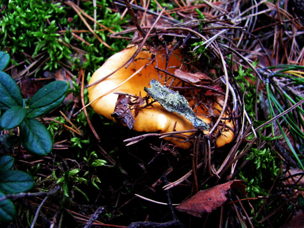Обои картинки фото природа, грибы, лисичка