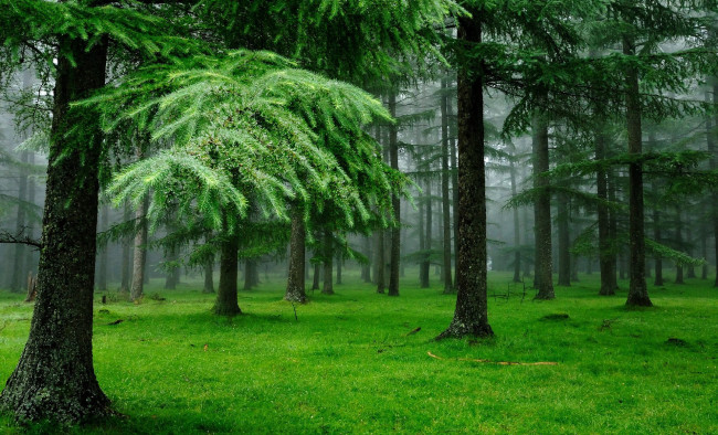 Обои картинки фото природа, лес, утро, туман, деревья, трава, ели