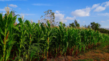 Картинка природа поля кукуруза