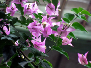 Картинка цветы бугенвиллея розовая бугенвилея