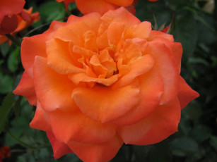 Картинка цветы розы персиковая роза макро