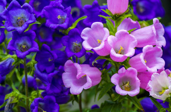 Картинка цветы колокольчики розовые синие