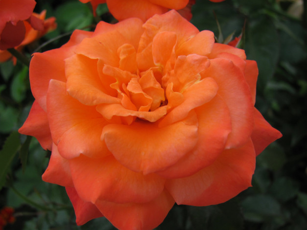 Обои картинки фото цветы, розы, персиковая, роза, макро