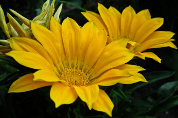 Картинка цветы газания макро желтая