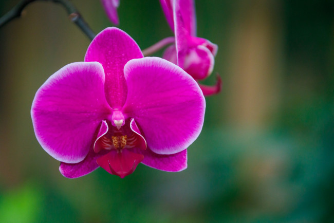 Обои картинки фото цветы, орхидеи, экзотика, орхидея, розовая