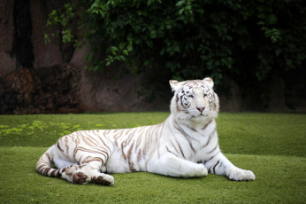 обоя животные, тигры, тигр, белый, лужайка