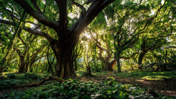 обоя maui jungle, hawaii, природа, лес, maui, jungle