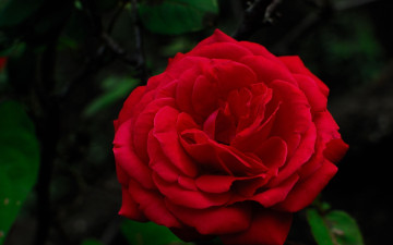 Картинка цветы розы алая роза макро