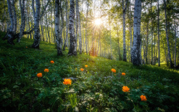 Картинка природа лес березы лучи склон цветы