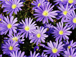 Картинка цветы ветреницы печёночницы фиолетовый много