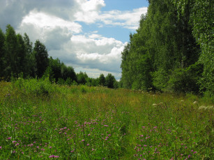 Картинка лесная поляна августе природа лес