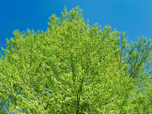 Картинка природа деревья листва
