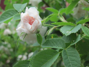 Картинка роза цветы розы бутон нежной колыбель для дюймовочки
