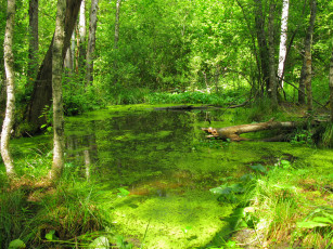 Картинка старинный пруд поместья заросший лесом природа лес