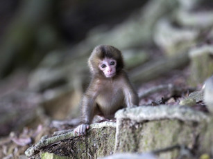 Картинка животные обезьяны малыш милый маленький