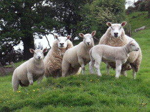 Картинка животные овцы бараны шерсть много