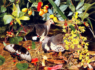 Картинка тони оливер рисованные tony oliver птицы бабочки стрекоза ягоды яркий