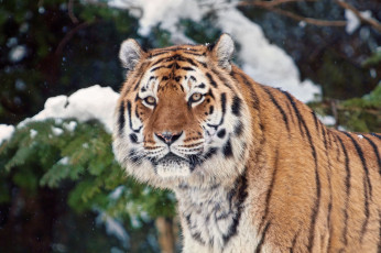 Картинка животные тигры тигр красавец ель ветка снег
