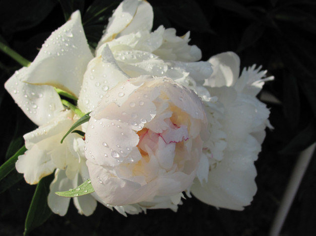 Обои картинки фото пион, цветы, пионы, белый, цветок, розовая, серединка