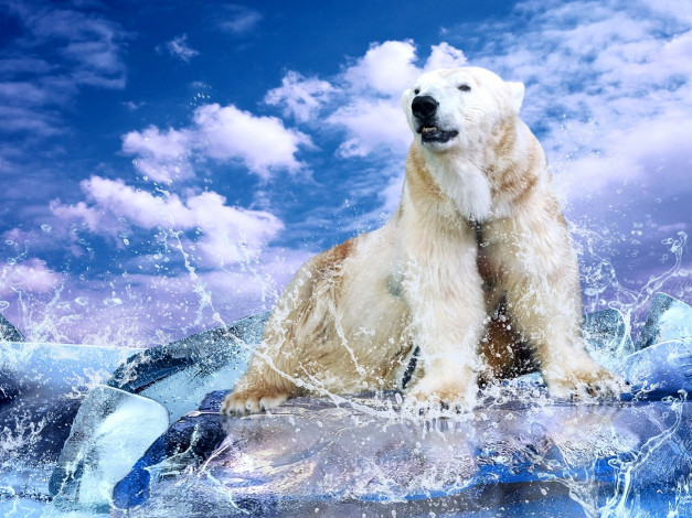 Обои картинки фото животные, медведи, белый, медведь, льдины, брызги, облака