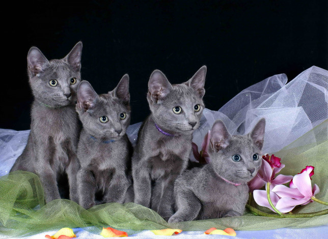 Обои картинки фото животные, коты, русская, голубая, котята, орхидеи